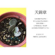 心栽花坊-天錦章(天章錦)(多肉植物)售價120特價100