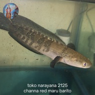 ikan channa red maru barito baby