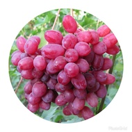 bibit anggur merah super jumbo manis bisa berbuah didalam pot Bibit Super Bisa COD