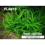 dwarf sagittaria (carpet plant for aquarium) lowtech 5 root