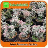 Tanaman Kaktus Euphorbia Lactea Variegata Cristata ( BIG SIZE )