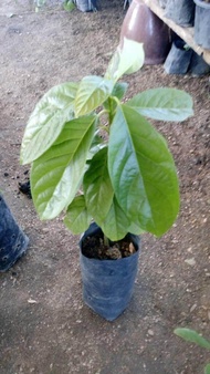 Avocado Plant Seedling (booth 7) Anak Pokok Tanaman Benih Garden Seed Seeds