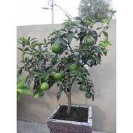 Pokok Limau Madu Hybrid