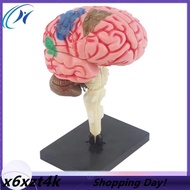 New 4D Human Brain Model Kids Scientific Medical Teaching Anatomical Model Lab Display Model DIY Ass
