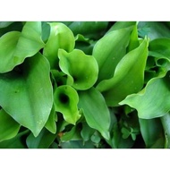 pokok cekur hijau/cekur jawa