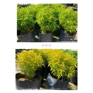 【Live Plant】Euodia cultivar/  Pokok Tong Emas/ 一桶金