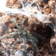 Ceratogyrus Darlingi Tarantula