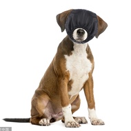 Pet Dog Eye Mask Safety Nylon Blindfold Soft Breathable Fabric Headphone Cat Blinder Multi Purpose P