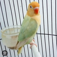LOVEBIRD BIOLA PB PF
