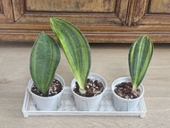 Sansevieria Masoniana Var 寶扇錦虎尾蘭 / 照顧容易 / 窗邊散光, 通風 / 鑽石山MTR現金交收 update: 2026.09.02