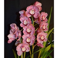 Anggrek cymbidium pink beauty-bunga anggrek cymbidium hidup