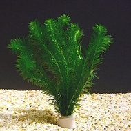 Aquarium Plants Egeria densa