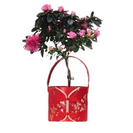 CNY Holland Azalea on stem with Pot (0.7m)