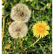 Dried Dandelion 100g [Whole Leaves]