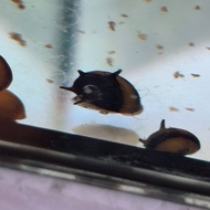 Horned nerite snail horn nerite snail live aquatic snail algae cleaning snail fresh water aquarium s