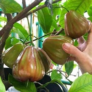 Pohon Jambu Air King Rose / Bibit Pohon Jambu Air King Rose