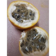 5 Biji Benih - Ecuador Orange Passion Fruit哥伦比亚黄金百香果