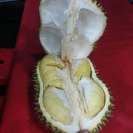 Durian Petruk Super Utuh(Perbuah)