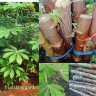 Pokok Ubi Kayu Putih / kuning (10 x Keratan batang)