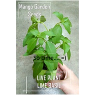 VERY LIME BASIL LIVE PLANT Thai Basil Siam Queen Holy Basil GENO BASIL - Mango Garden Seeds