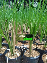 bibit pohon akar wangi/vetiver