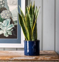 Potted Snake Plant 3 Leaves (Sansevieria Trifasciata) with FREE plastic pot, and garden soil (Indoor