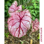 BOTTLE ROCKET Keladi Caladium USA Thai Thailand ANYA ANYA