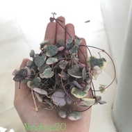 BERGARANSI STRING OF HEART VARIEGATA RIMBUN POT 10CM KODE 783