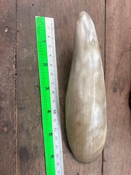 เครื่องราง(4401) เขาควายเผือก มหาเสน่ เมตตามหนิยม