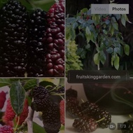 ANAK POKOK MULBERRY MEGA HYBRID XXL 4-5 feet with a lot of fruits on the tree[WEST MALAYSIA ONLY]