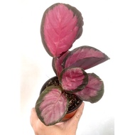 ✒❈Calathea Crimson Plant 4-5 Leaves MEDIUM BUY 2 TAKE 1
