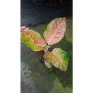 Sindo - Aglaonema Sultan Brunei By Idamulya Florist Live Plant CSYQFYMSF9