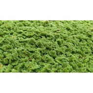 Azolla Microphylla (Floating water plants) 1kg