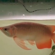 ikan arwana super red 30 cm premium