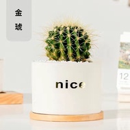 Cactus Potted Plant Indoor Flower Cactus Computer Desktop Green Plant Small Potted Plant Cute Succul