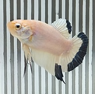 Plakat Blue Rim 蓝边青花瓷 将军 Betta Fish/Ikan Laga/打架鱼/斗鱼 (Male/Jantan/公鱼) Breeding on Aug  Size : S+,M