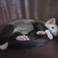 Musang Pandan Lombok Mozaik