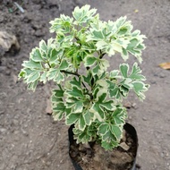 Bibit Bonsai Kedondong Laut Varigata / Andong Laut Murah