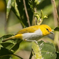 burung pleci wallacea pilihan
