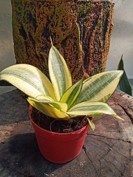 sansevireia golden hanni