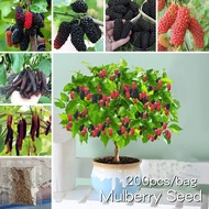 พร้อมส่ง มัลเบอร์รี่ เมล็ดพันธุ์ Original Rare Mulberry Seeds (200PCS/BAG) Bonsai Fruit Tree Seeds Plant Seed ต้นไม้ผลกินได้ ต้นไม้มงคล เมล็ดบอนสี ต้นบอนสี ต้นไม้ ต้นไม้มงคล บอนไซ ต้นผลไม้ บอนสี บอนสีหายาก เมล็ดดอกไม้ ออกผลทั้งปี โตไว ไม่กลายพันธุ์