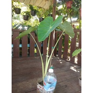 colocasia yellow widow