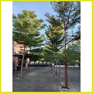 ☫ ❧ ♟ African Talisay Green