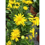 POKOK EURYOPS/AFRICAN BUSH DAISY