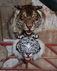 kepala macan macanan barongan macanan asli pentas harimau macan tutul singa