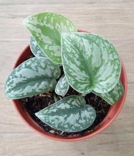 sirih scindapsus silver