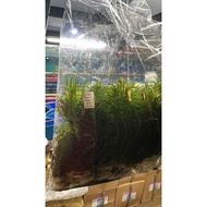 Hydrilla/Egeria densa/Ekor Kucing/Keladi air/ makanan lobster