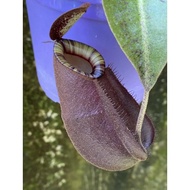 （ Nepenthes Kuchingensis Black Miracle ）Monkey cup / Nepenthes live plant / periuk kera hidup / 猪笼草