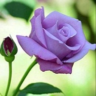 30 เมล็ด เมล็ดพันธุ์ Seeds  ดอกกุหลาบ สีม่วง พันธุ์แคระ กุหลาบจิ๋ว Rose Seeds