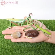 HARRIETT Life Cycle Figures Animal Science Grasshopper Realistic Early Educational Kids Cognitive Biology Cycle Mantis Figurine